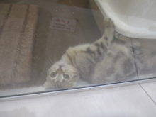 グイー( *｀ω´)