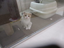 ポチたま(･∀･)