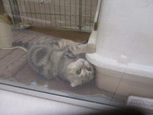 ポチたま(*^ω^*)