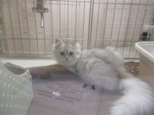 ペルシャ君(*´▽｀*)