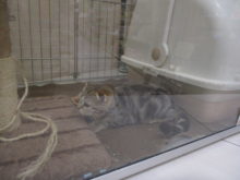 ポチたま(*´∀｀*)