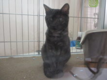 ポチたま(*^ω^*)