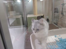 ピーン(=‘ｘ‘=)