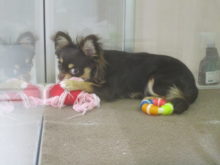 ポチたま(*´∀｀)