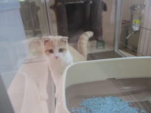 ポチたま(*^ω^*)