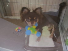 チワ君( ´ ▽ ` )ﾉ