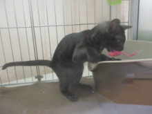 ポチたま(*ﾟ∀ﾟ*)