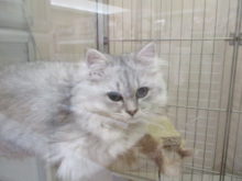 ポチたま(*ﾟ▽ﾟ*)