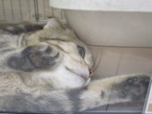 ぷにぷに（ゝ。∂）