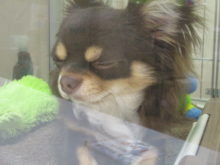 ウトウト(´O｀)