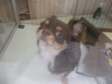 ポチたま(*´∀｀*)