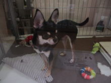 ポチたま(*´∀｀)