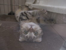 スコちゃん(*^◯^*)