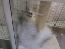 ポチたま(*´▽｀*)