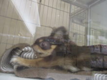 ガジガジ( ´ ▽ ` )