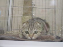 スコハンター(^q^)