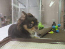 (˘^˘ )ﾌﾟｲｯ