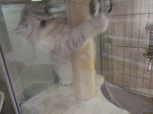 ポチたま(*´▽｀*)