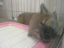 (っ˘ω˘ｃ)ｽﾔｱ…