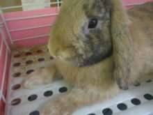 (っ˘ω˘ｃ)ｽﾔｱ…