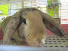 小動物(｡･ ω<)ゞ