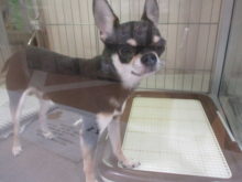 (＾ｖ＾)ハロー♥