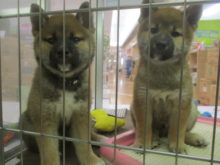 ポチたま(*ﾟ▽ﾟ*)