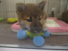 キリッ(｀・ω・´)