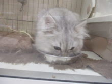 もぐもぐ(｡･ ω<)ゞ