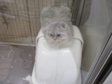 ロックオン(´･_･`)