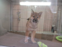 ポチたま(・∀・)