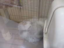 キリッ(｀・ω・´)