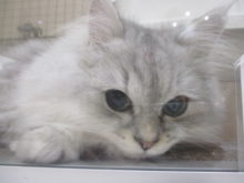 狙いを定めて(｀・ω・´)