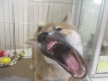 (「・ω・)「 ｶﾞﾌﾞﾘ