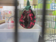 ポチたま(´･_･`)