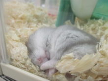 ハムちゃん(´>ω∂`)