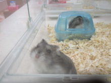 ひょこっと(o^-^)