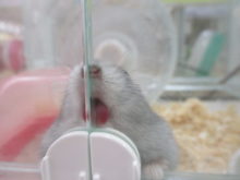 ペロペロ(´>ω∂`)