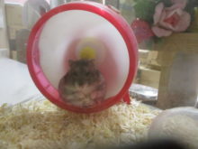 おじさん(´∀｀)