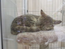 ぐー(u_u)。。。zzzZZ