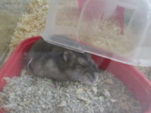 ぺったんこ(*´ω｀*)