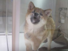 ポチたま(*ﾟ▽ﾟ*)