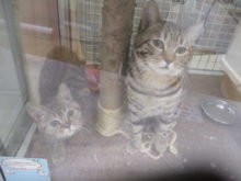 猫兄妹(=‘ｘ‘=)