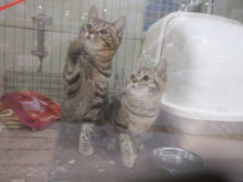 猫じゃらし(๑≧౪≦)