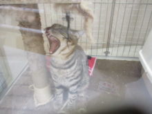 ポチたま(*ﾟ▽ﾟ*)