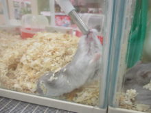 てくてく(ﾉ∀`)