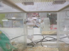 アクティブ(*ﾟ∀ﾟ*)