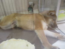 ごろーんヾ(*´∀｀*)ﾉ