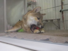 ガジガジ(。-∀-)