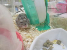 てくてく(´O｀)